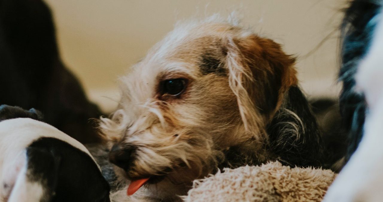 Pet Sitting in the Kansas City Area Nanny Nexus