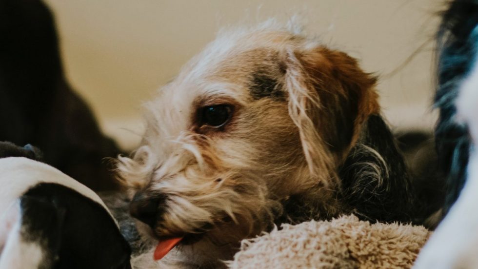 Pet Sitting in the Kansas City Area Nanny Nexus